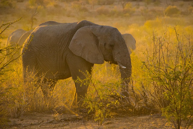 African safari, elephants at sunset